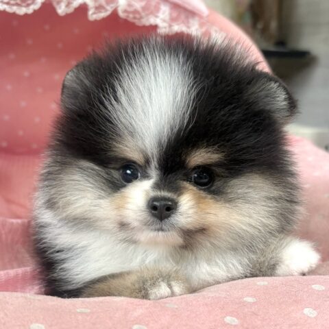 ポメラニアン　ロン・３ちゃん
