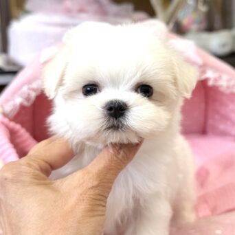 マルチーズ　うれい・２くんサムネイル