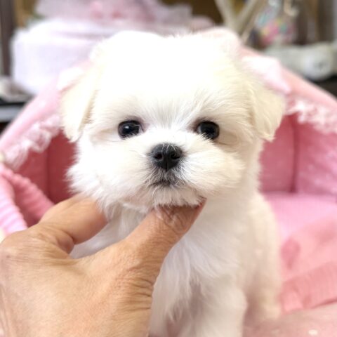 マルチーズ　うれい・２くん