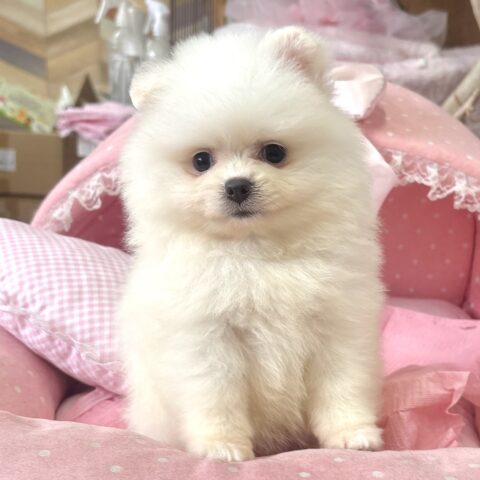 ポメラニアン　ディオール・１ちゃん