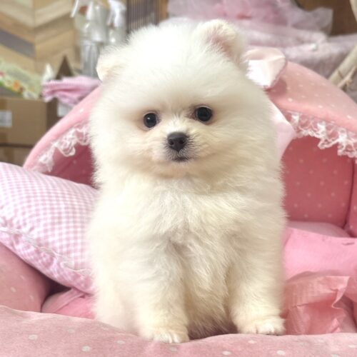 ポメラニアン　ディオール・１ちゃん