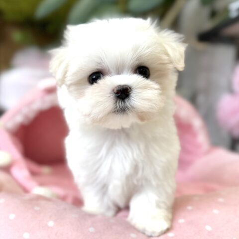 マルチーズ　うれい・３ちゃん