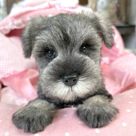 ミニチュアシュナウザー　さな・１くん