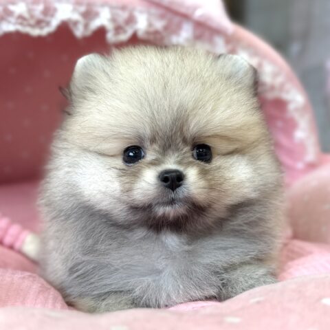ポメラニアン　ぷりん・１くん