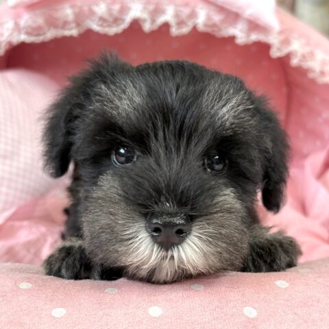 ミニチュアシュナウザー　さな・２ちゃん