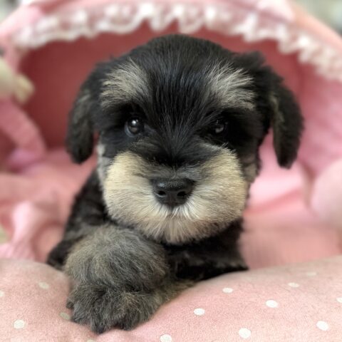 ミニチュアシュナウザー　セイラ・１くん