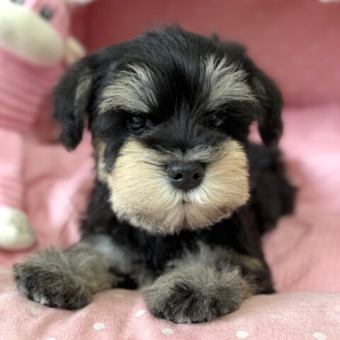 ミニチュアシュナウザー　セイラ・２ちゃん
