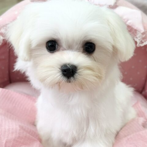 マルチーズ　うれい・３ちゃん