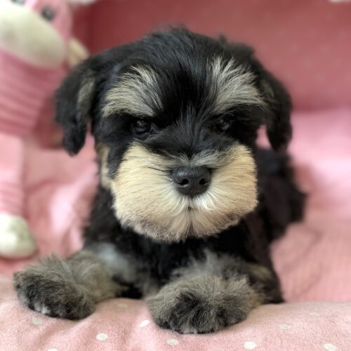 ミニチュアシュナウザー　セイラ・２ちゃん