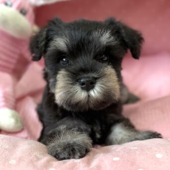 ミニチュアシュナウザー　セイラ・３ちゃんサムネイル
