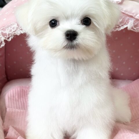 マルチーズ　絹・１ちゃん