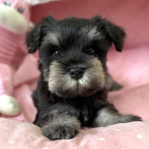 ミニチュアシュナウザー　セイラ・３ちゃん