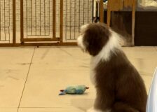 あまえたナチュラレサムネイル
