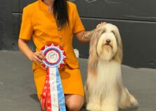 Stella  頑張ってます！サムネイル