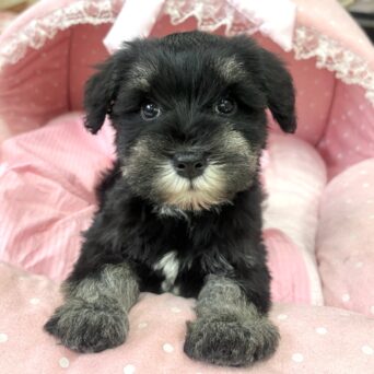 ミニチュアシュナウザー　らんか・２ちゃんサムネイル