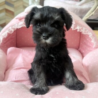ミニチュアシュナウザー　さくの・１ちゃんサムネイル