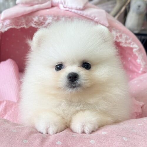 ポメラニアン　ポム・１ちゃん