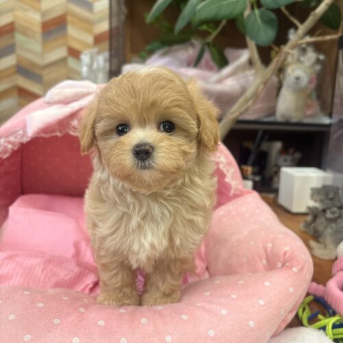マルプー　あんず・２ちゃん