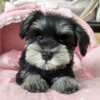 ミニチュアシュナウザー　うき・３ちゃんサムネイル
