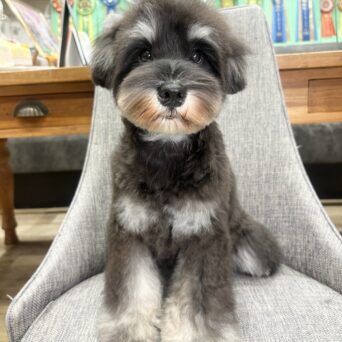 ミニチュアシュナウザー　ガオ・1くんサムネイル