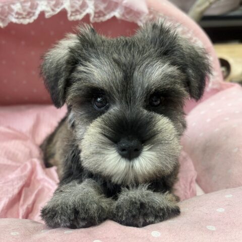 ミニチュアシュナウザー　みさ・１ちゃん