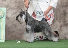 DOGショーサムネイル