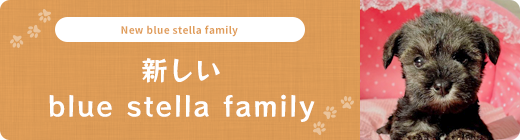 新しいblue stella family