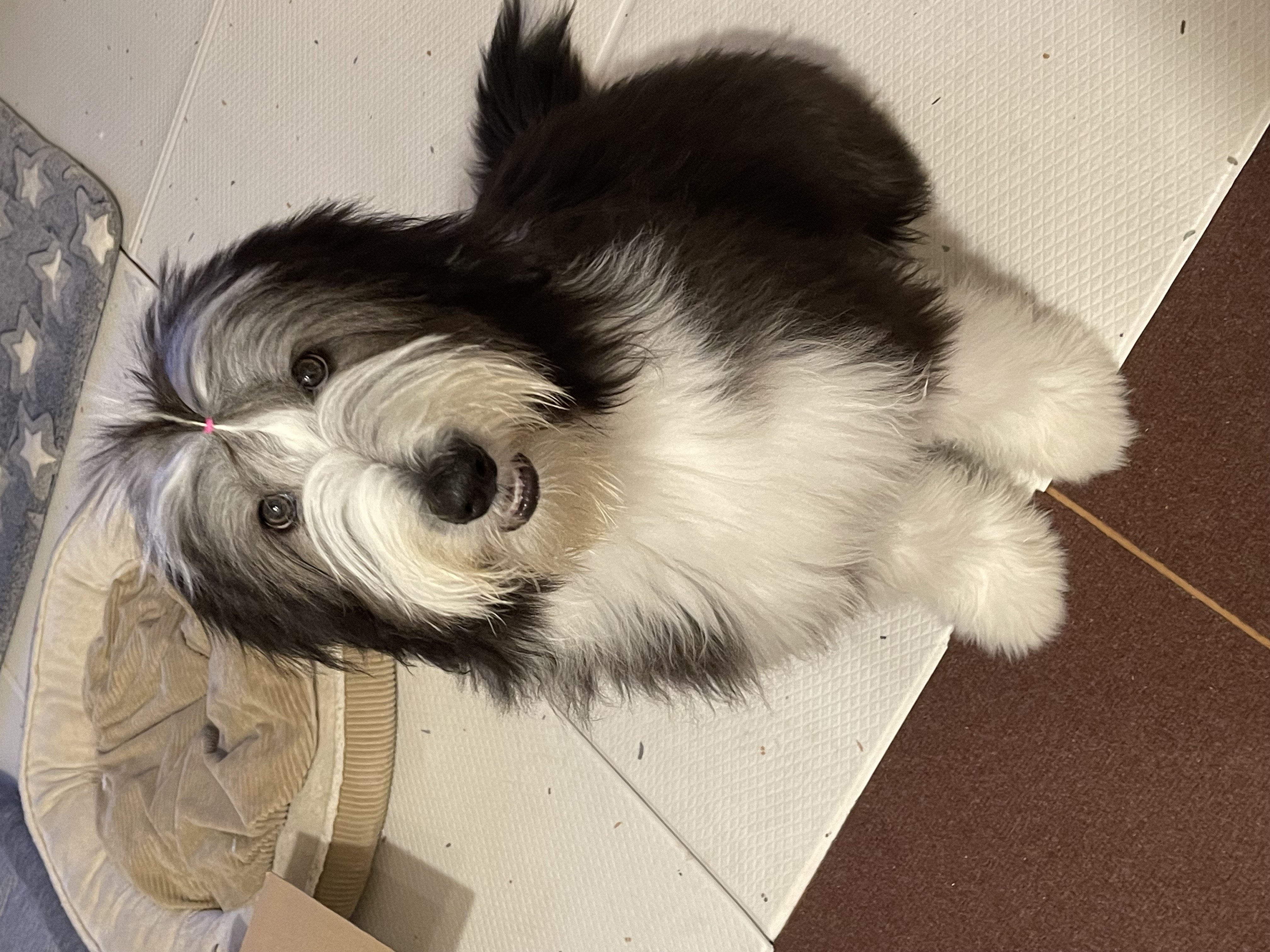 お久しぶりです。ノルンママです | 【公式】子犬のブリーダー