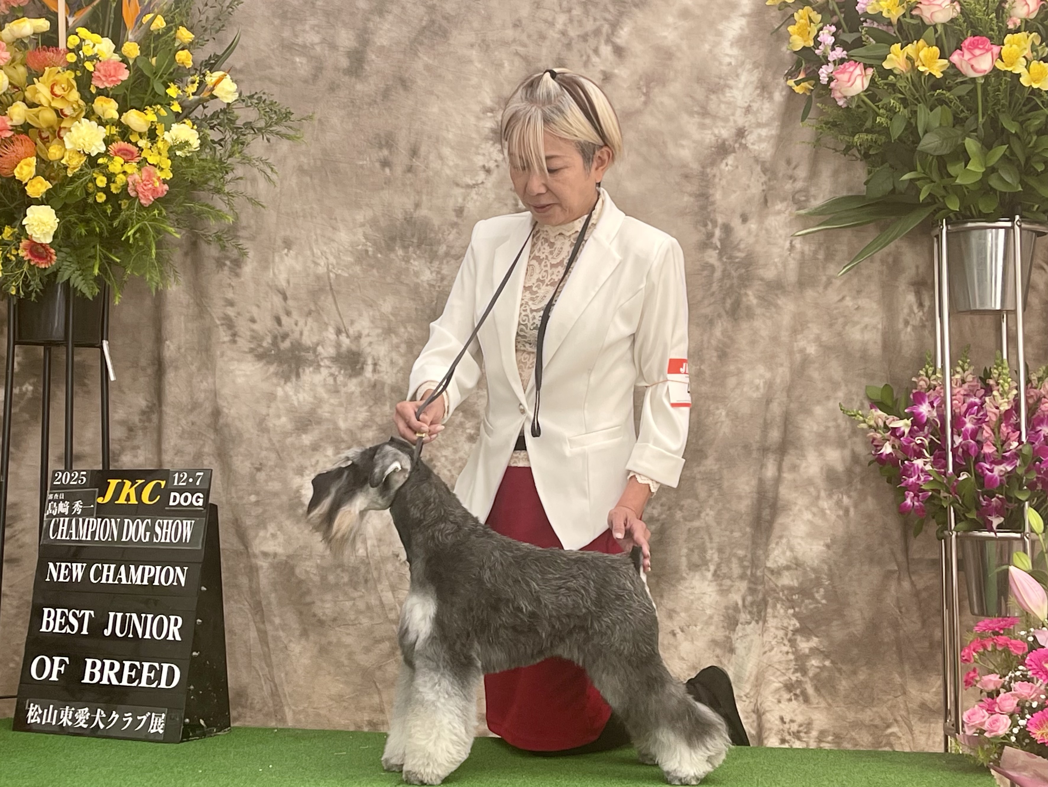 Jr.チャンピオン完成！ | 【公式】子犬のブリーダー・ミニチュア